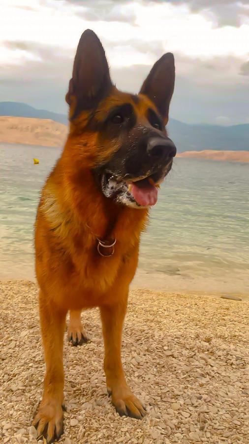 Mila Pet Friendly House With Private Place On The Pag Town