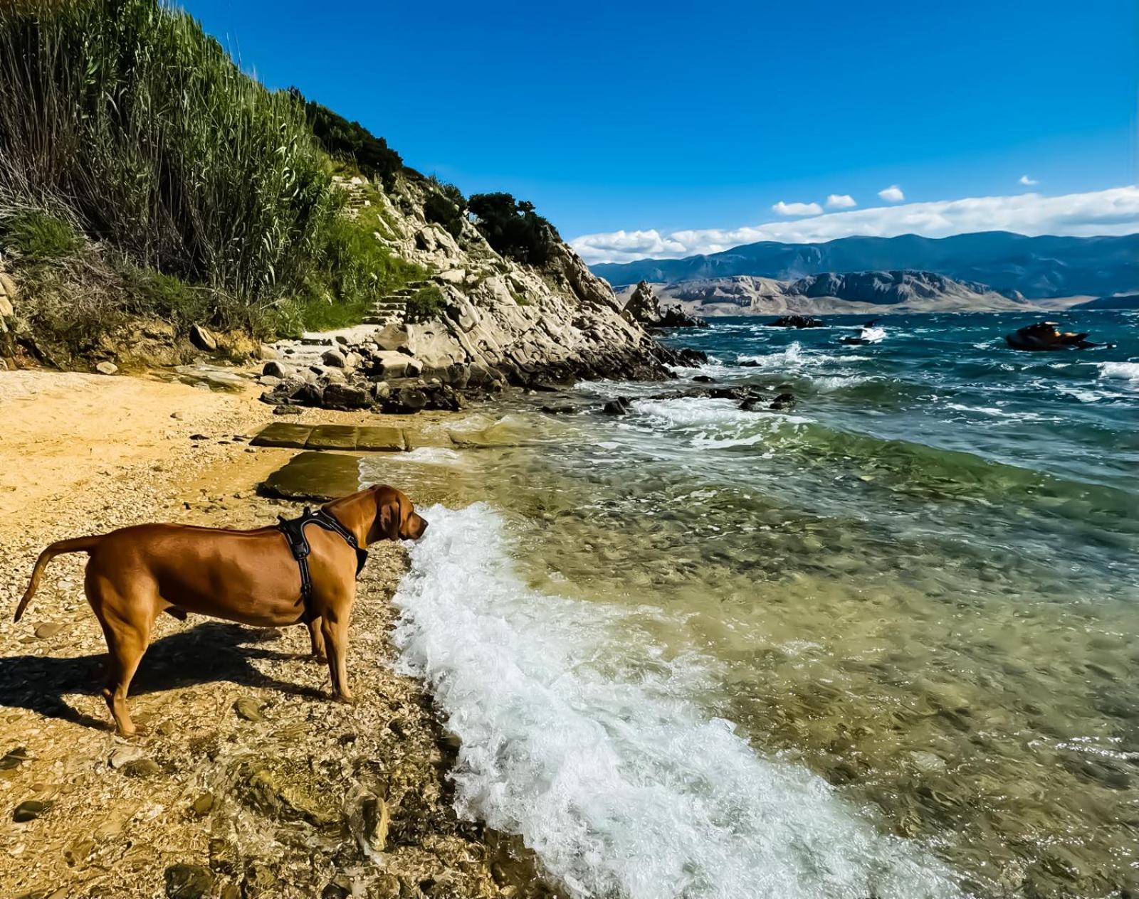 Apartment Mila Pet Friendly House With Private Place On The