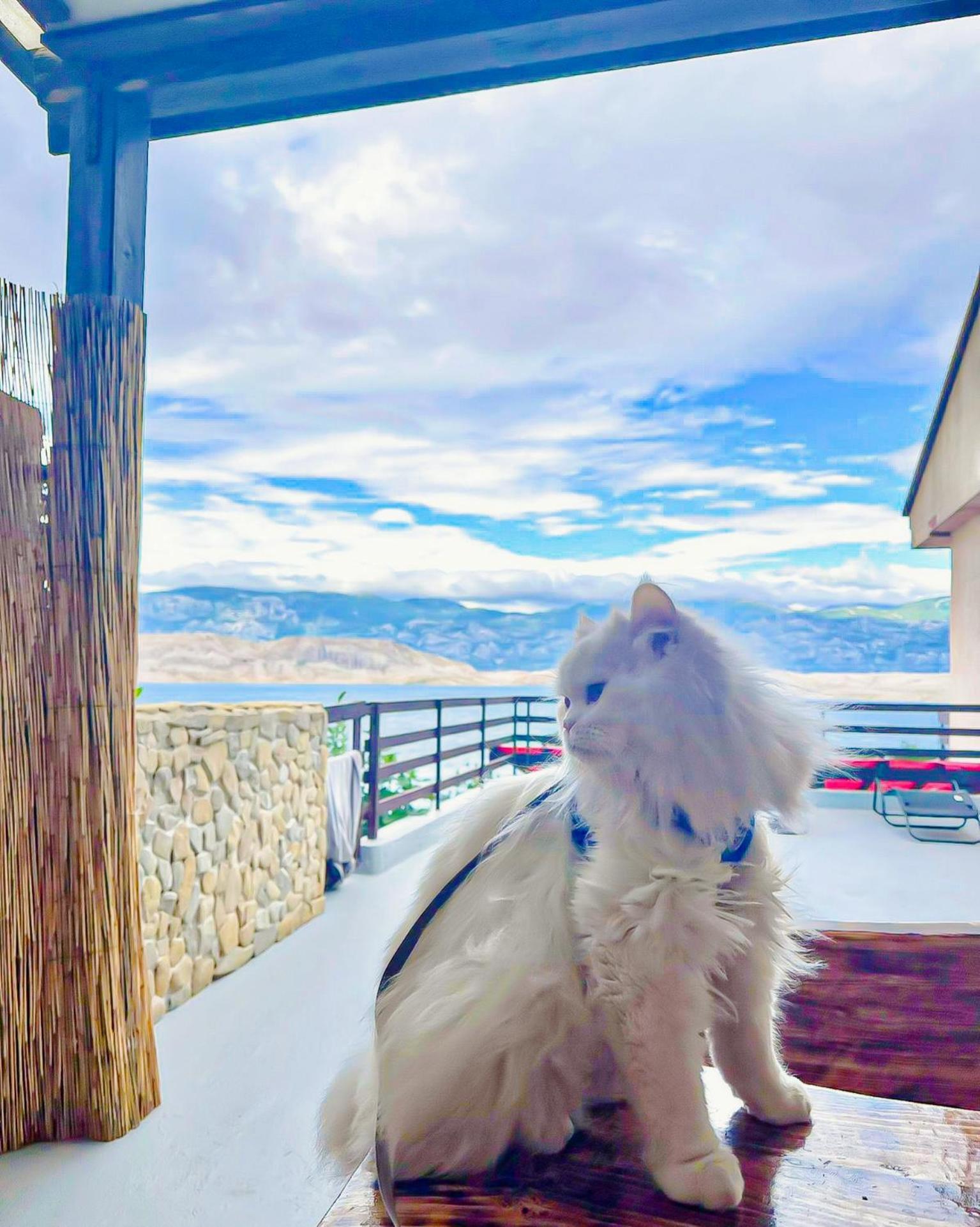 Apartamento Mila Pet Friendly House With Private Place On The